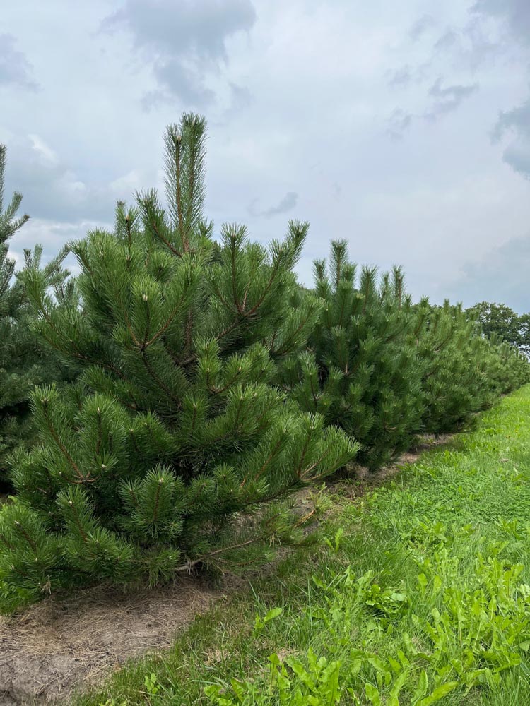 Pinus nigra nigra Oostenrijkse den hoogte 175/200 cm in draadkluit