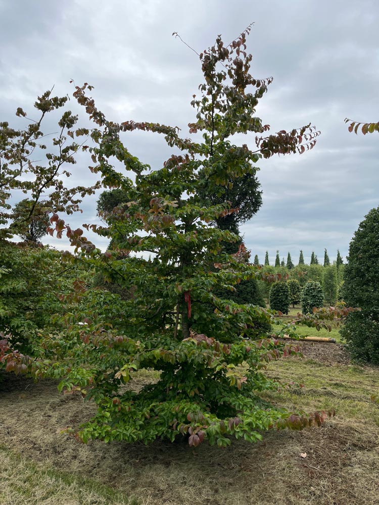 Parrotia persica Perzisch ijzerhout hoogte 300/350 cm in draadkluit