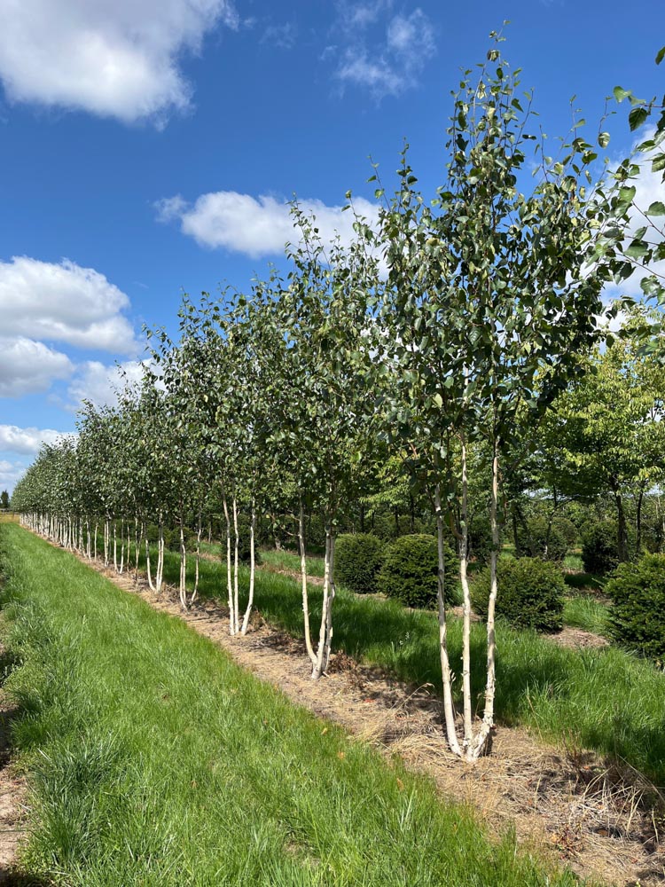 Betula utilis 'Doorenbos' Himalayaberk ‘Doorenbos’ hoogte 350/400 cm in draadkluit