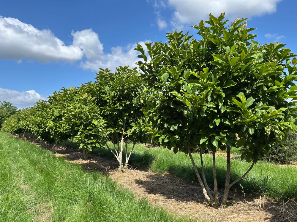 Magnolia 'Susan' Magnolia ‘Susan’ hoogte 150/175 cm in draadkluit