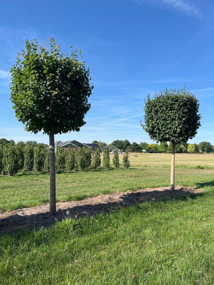 Tilia cordata 'Greenspire' Winterlinde ‘Greenspire’ diameter 35-40 cm hoogstam in draadkluit