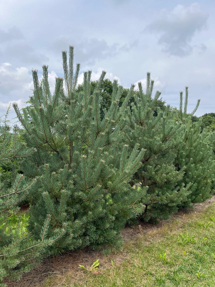 Pinus sylv. 'Norska' Grove den ‘Norska’ hoogte 150/175 cm in draadkluit