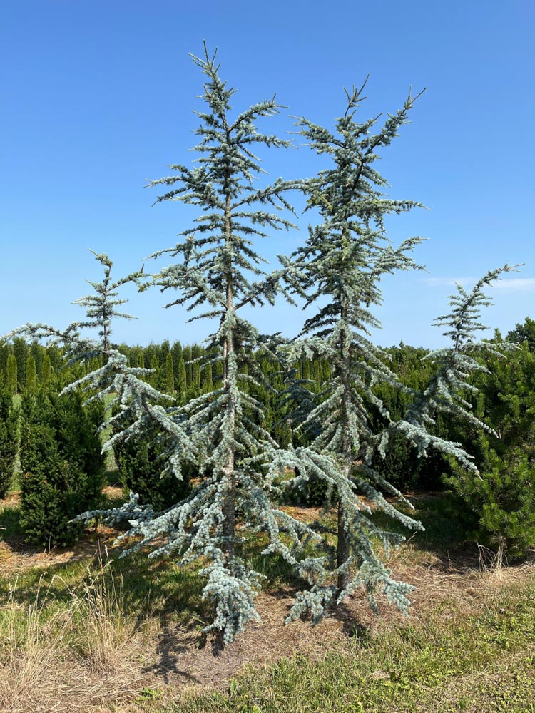 Cedrus l. 'Glauca' Cèdre du Liban bleu hauteur 200/250 cm en motte grillagée