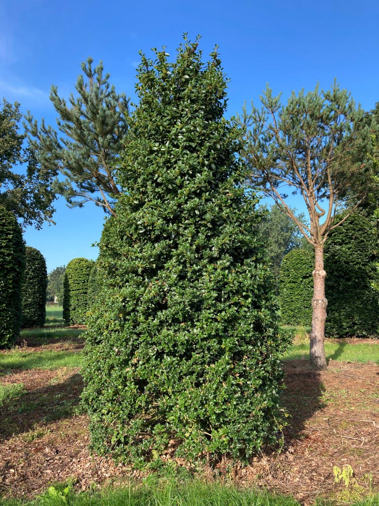 Ilex aq. 'Bacciflava' Gele hulst ‘Bacciflava’ hoogte 250/300 cm in draadkluit