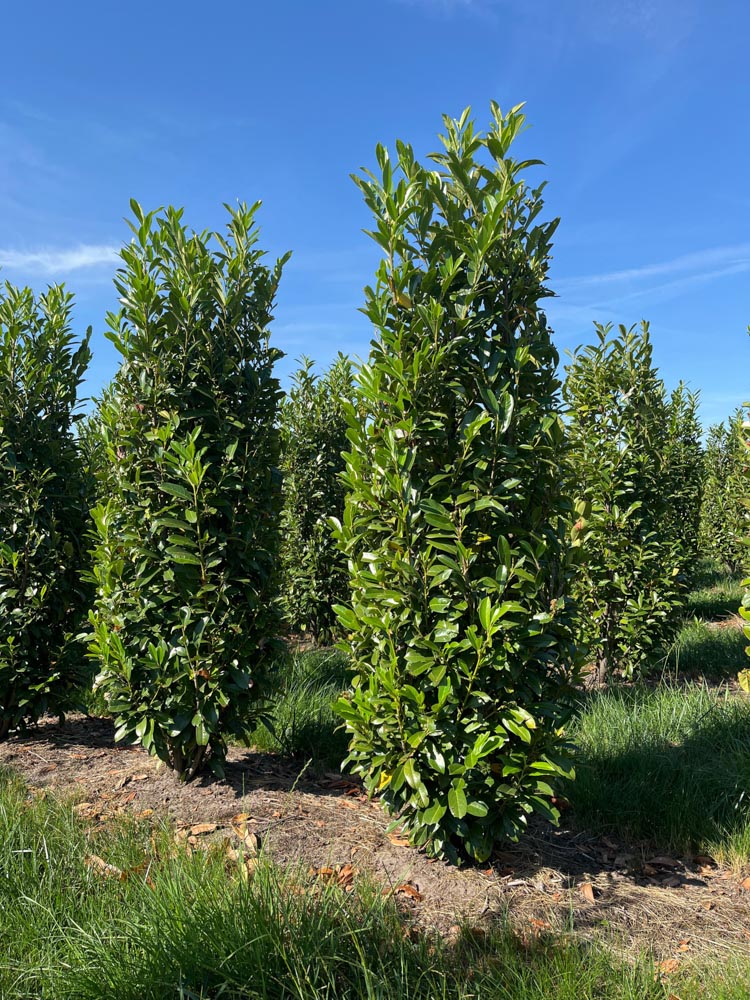 Prunus l. Elly Laurierkers ‘Elly’ hoogte 200/225 cm in kokosbox