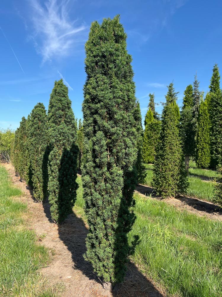 Taxus baccata Fastigiata Robusta Zuiltaxus ‘Fastigiata Robusta’ hoogte 180/200 cm in kokosbox