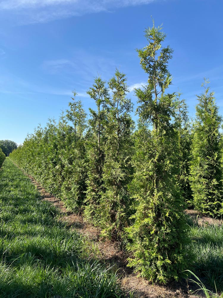 Thuja occ. 'Brabant' Westerse levensboom ‘Brabant’ hoogte 180/200 cm in kokosbox