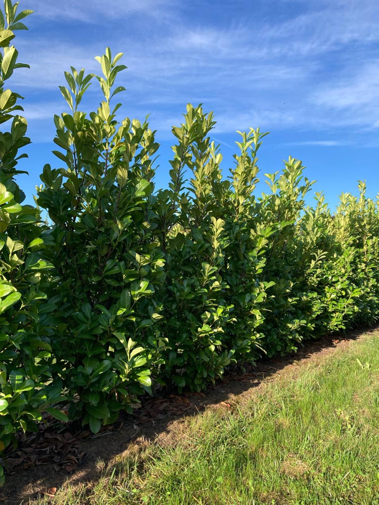 Prunus laurocerasus Rotundifolia Laurierkers ‘Rotundifolia’ hoogte 125/150 cm in kokosbox