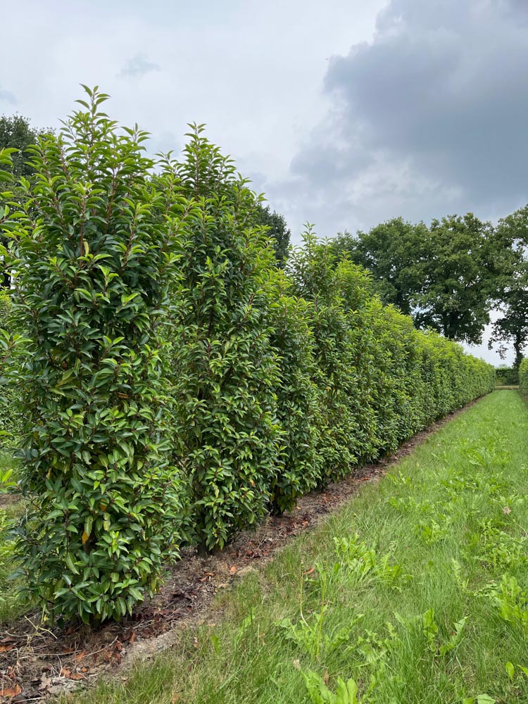Prunus lusitanica 'Angustifolia' Portugese laurier ‘Angustifolia’ hoogte 200/225 cm in kokosbox