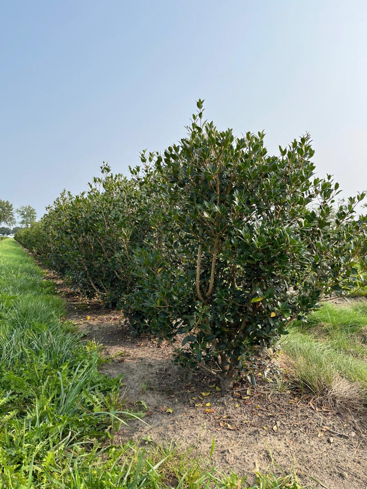Osmanthus heterophyllus Schijnhulst hoogte 120/140 cm in kokosbox