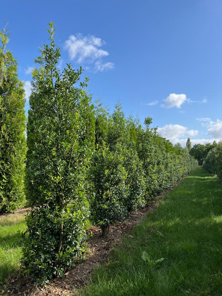 Ilex aq. 'Alaska' Hulst ‘Alaska’ hoogte 120/140 cm in kokosbox