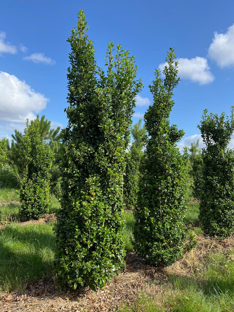 Ilex meserv. 'Heckenstar' Blauwe hulst ‘Heckenstar’ hoogte 120/140 cm in kokosbox