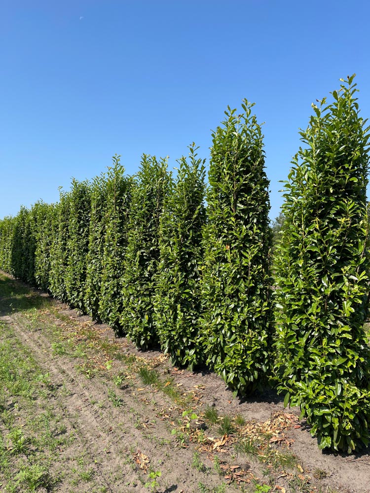 Prunus l. Genolia Laurierkers ‘Genolia’ hoogte 200/225 cm in kokosbox