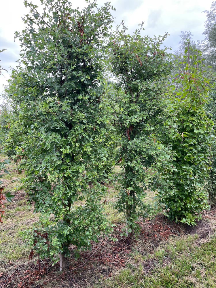 Cornus mas Gele kornoelje afmeting 200 cm x 50 x 50 cm in kokosbox