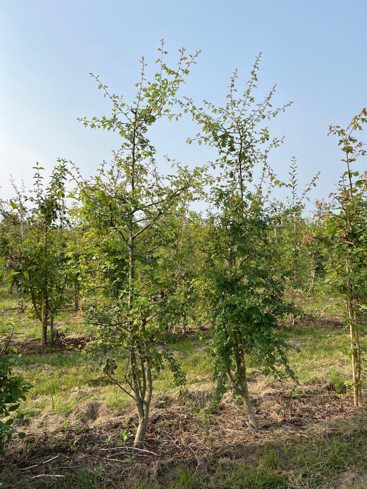 Crataegus monogyna Eenstijlige meidoorn afmeting 200 cm x 50 x 50 cm in kokosbox