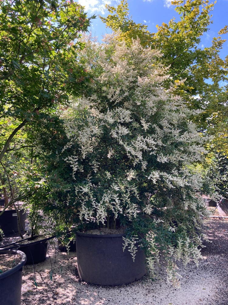 Ligustrum quihoui Chinese liguster hoogte 250/300 cm in container