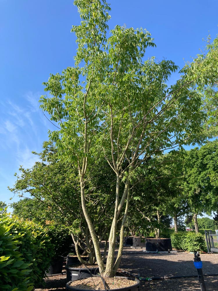 Phellodendron amurense Amurkurkboom hoogte 450/500 cm in container
