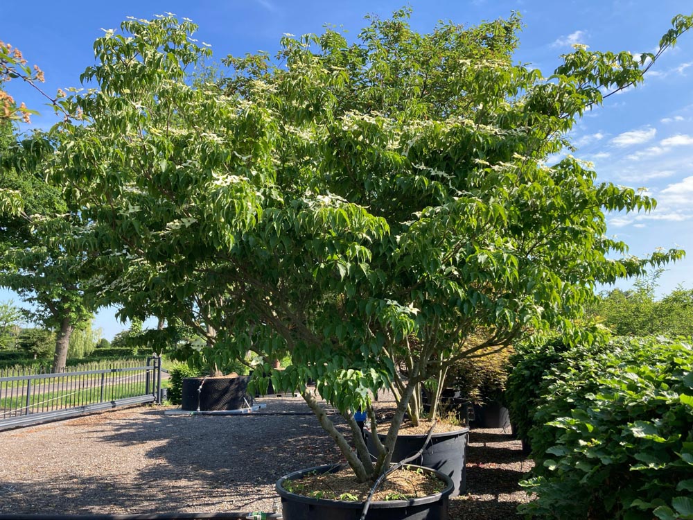 Cornus kousa Milky Way Japanse bloemkornoelje ‘Milky Way’ hoogte 250/300 cm in container