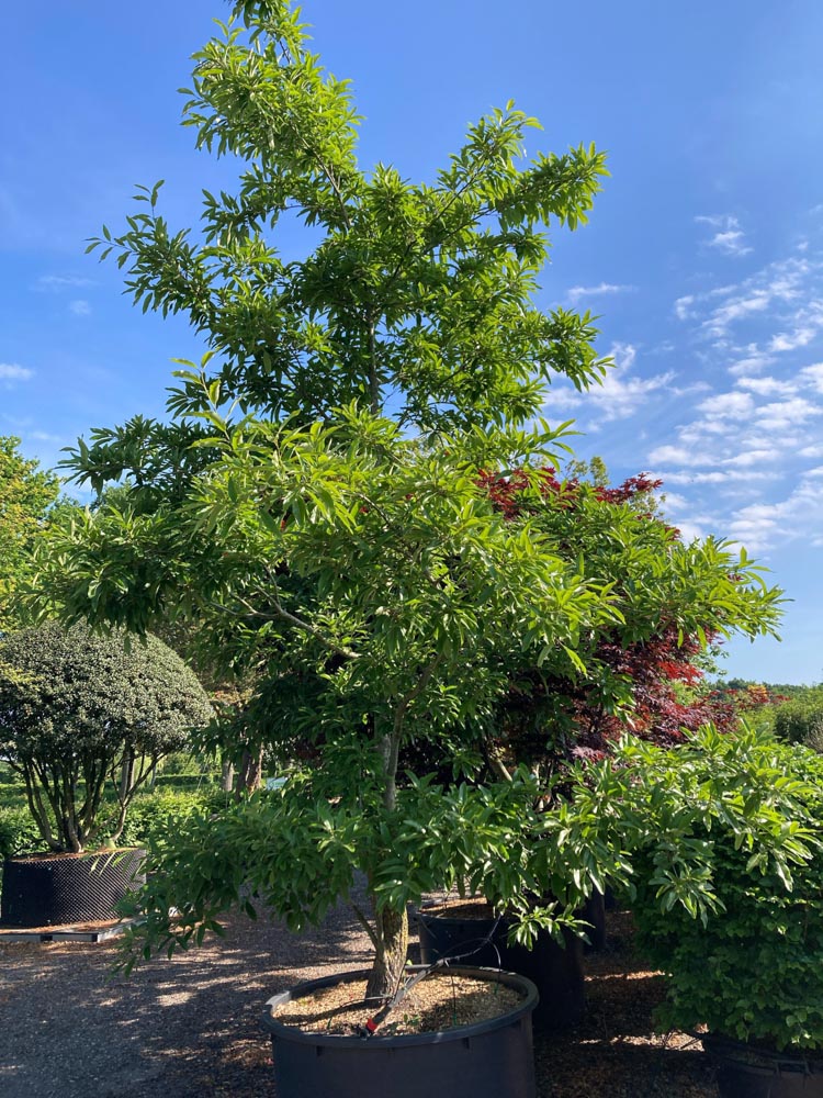 Quercus imbricaria Dakpansgewijze eik hoogte 450/500 cm in container