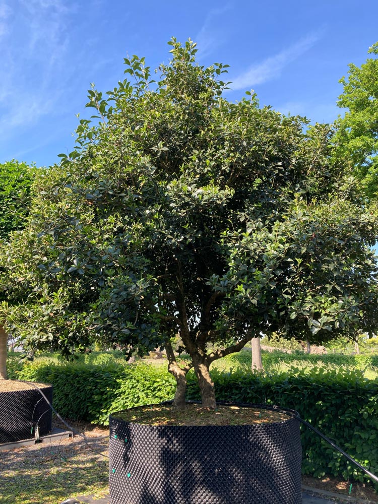 Osmanthus aquifolium Schijnhulst hoogte 300/350 cm in container