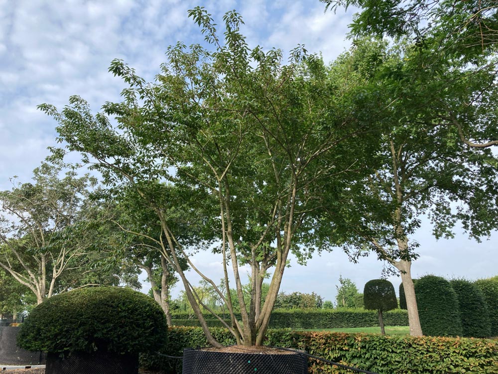 Diospyros lotus Lotusboom hoogte 450/500 cm in container