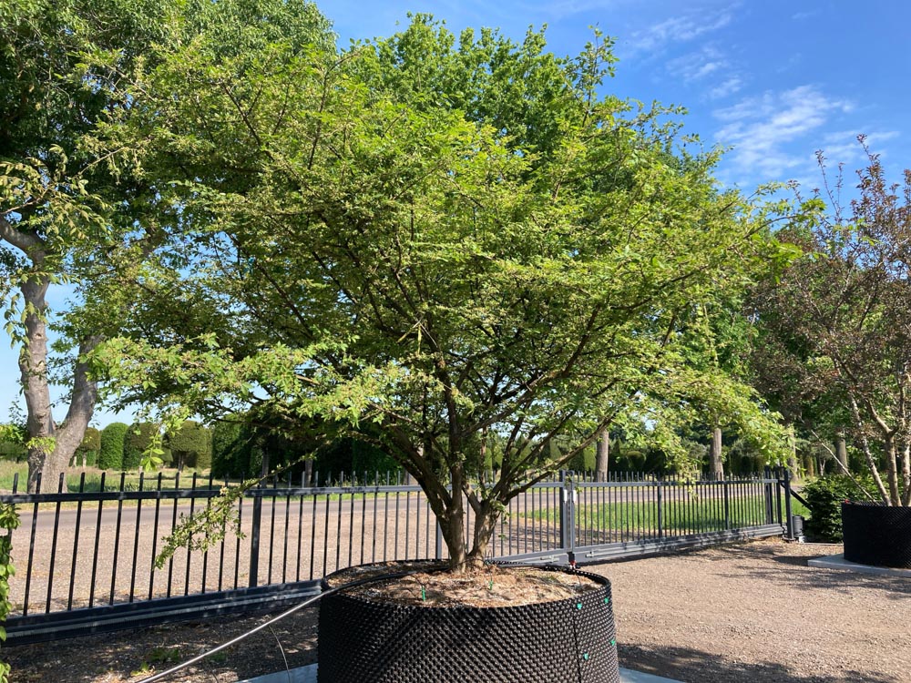 Euonymus alatus Kardinaalsmuts hoogte 200/250 cm in container