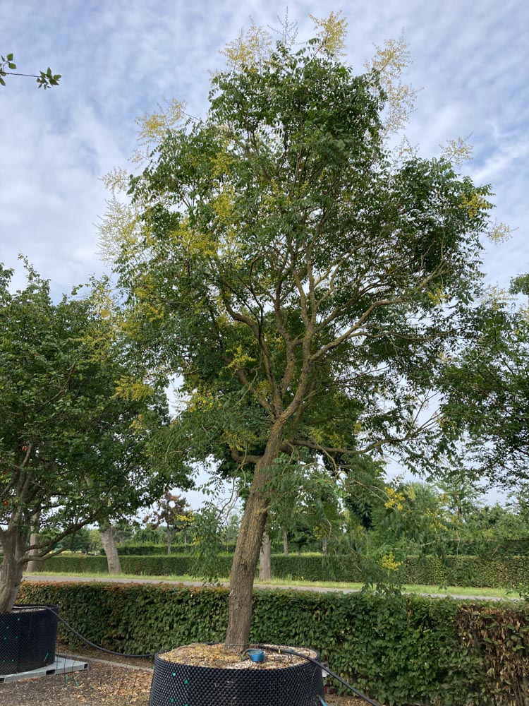 Koelreuteria paniculata Lampionboom hoogte 500/600 cm in container