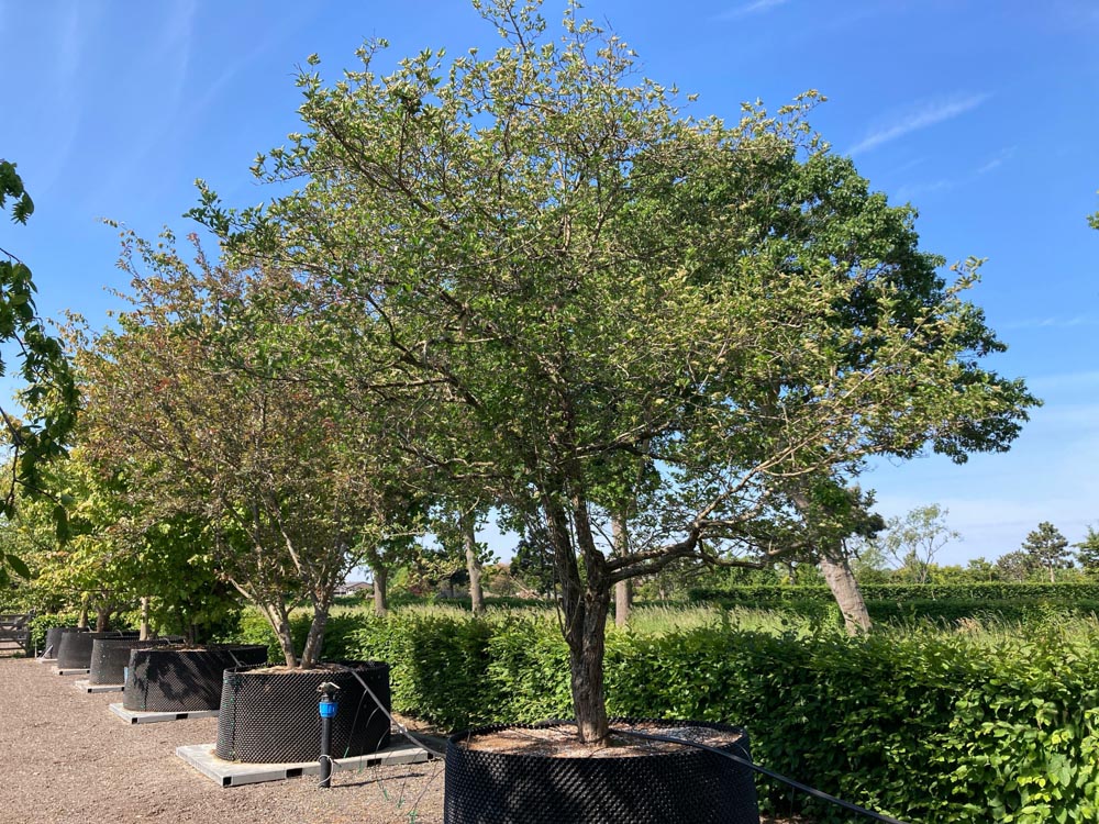 Crataegus persimilis Meidoorn hoogte 400/450 cm in container