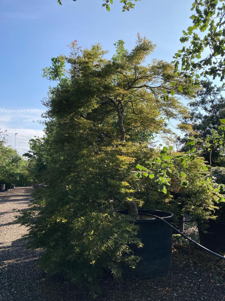 Acer p. 'Garnet' Japanischer Ahorn ‘Garnet’ Höhe 250/300 cm im Container