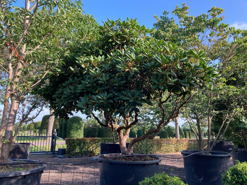 Rhododendron 'Simona' Rhododendron ‘Simona’ hoogte 200/250 cm in container