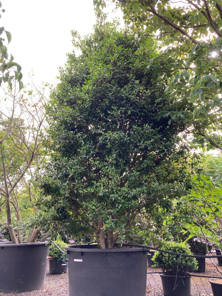Camellia sasanqua Herfstcamelia hoogte 400/450 cm in container