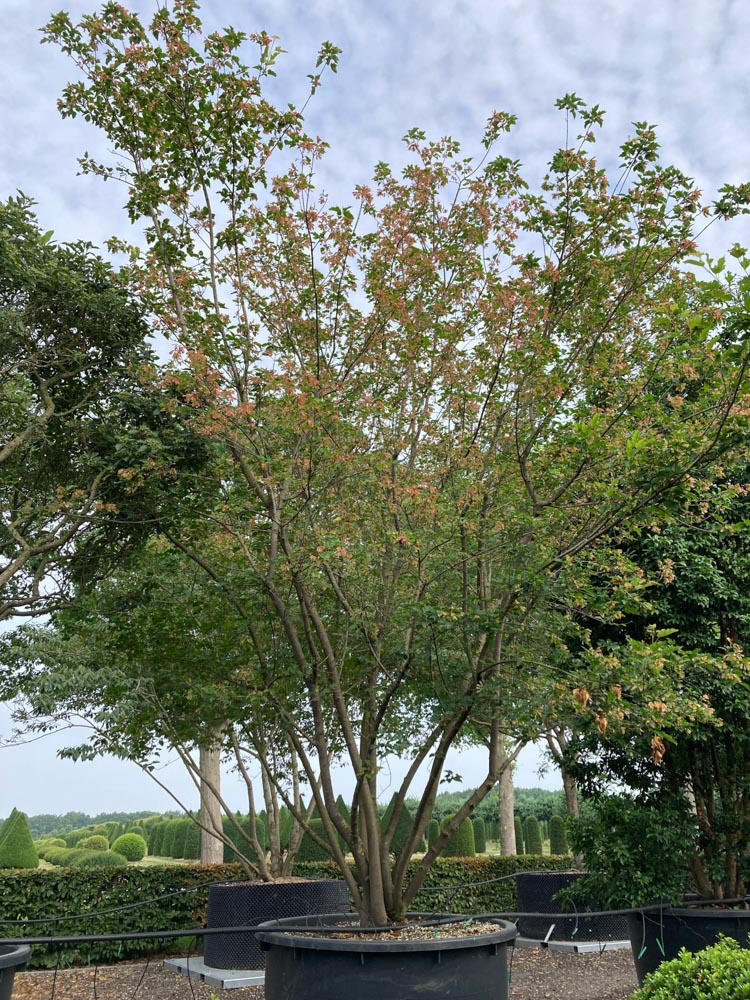 Acer tataricum ginnala érable d'Amur hauteur 400/450 cm en conteneur