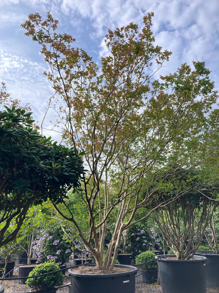 Lagerstroemia indica Indische sering hoogte 400/450 cm in container
