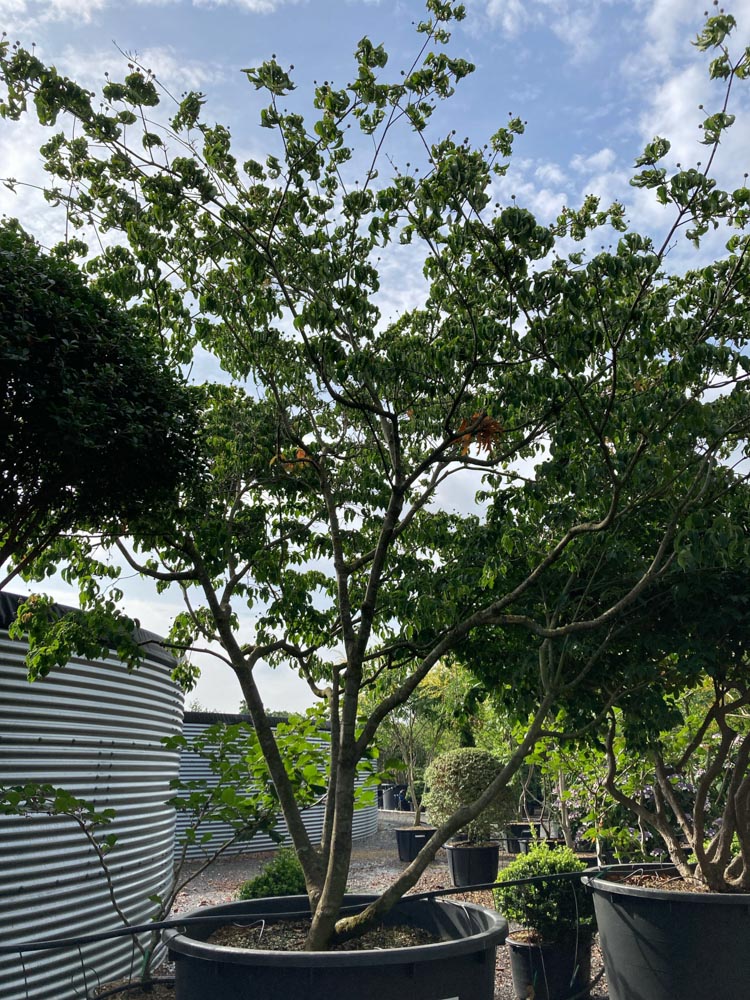 Cornus kousa Japanse bloemkornoelje hoogte 350/400 cm in container