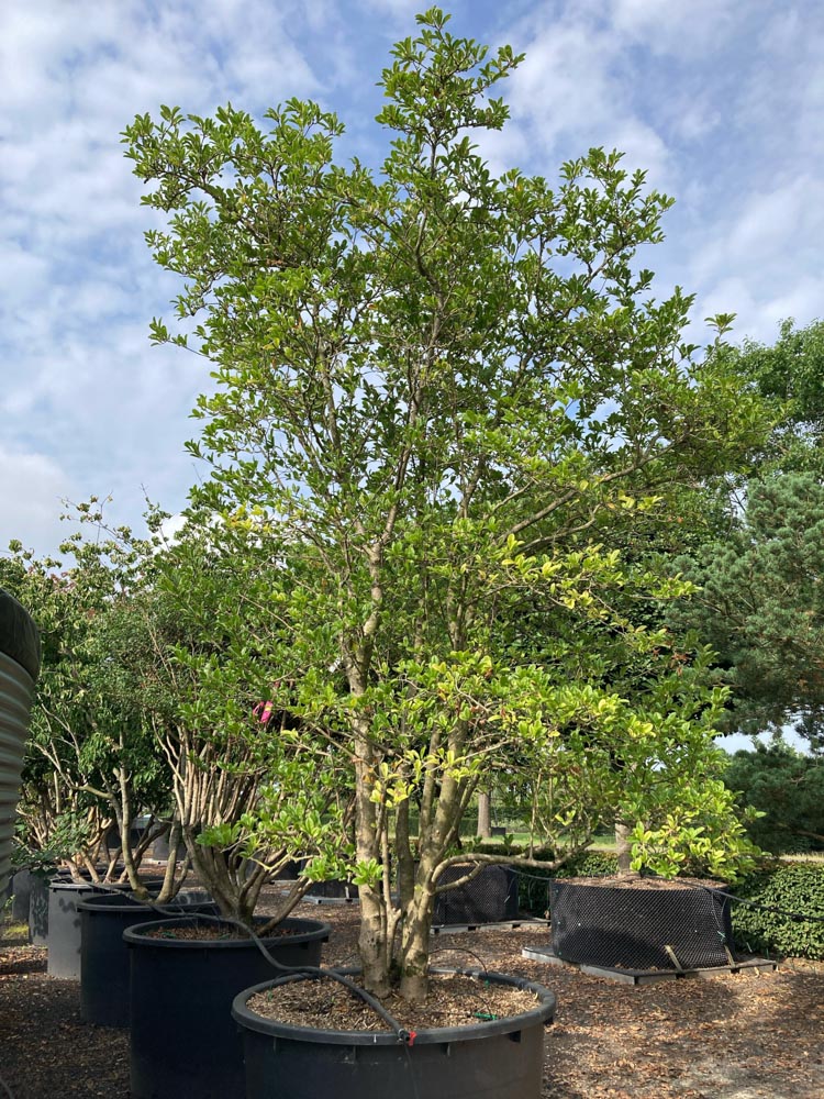 Magnolia loebneri Magnolia loebneri hoogte 350/400 cm in container