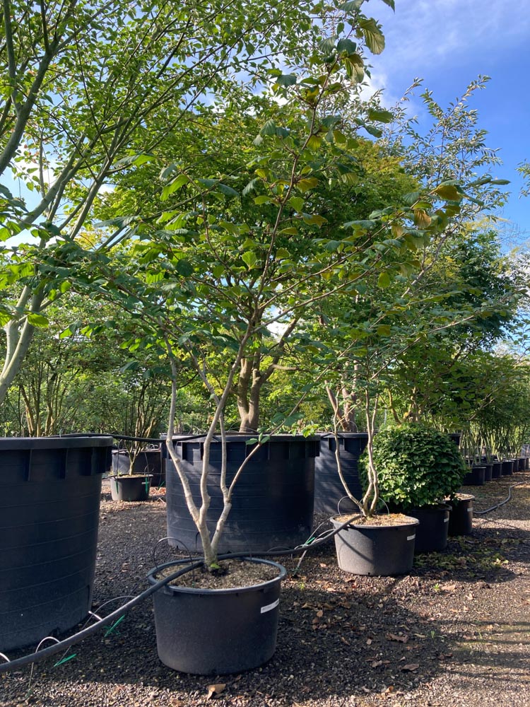 Hamamelis int. 'Aphrodite' Toverhazelaar ‘Aphrodite’ hoogte 150/175 cm in container