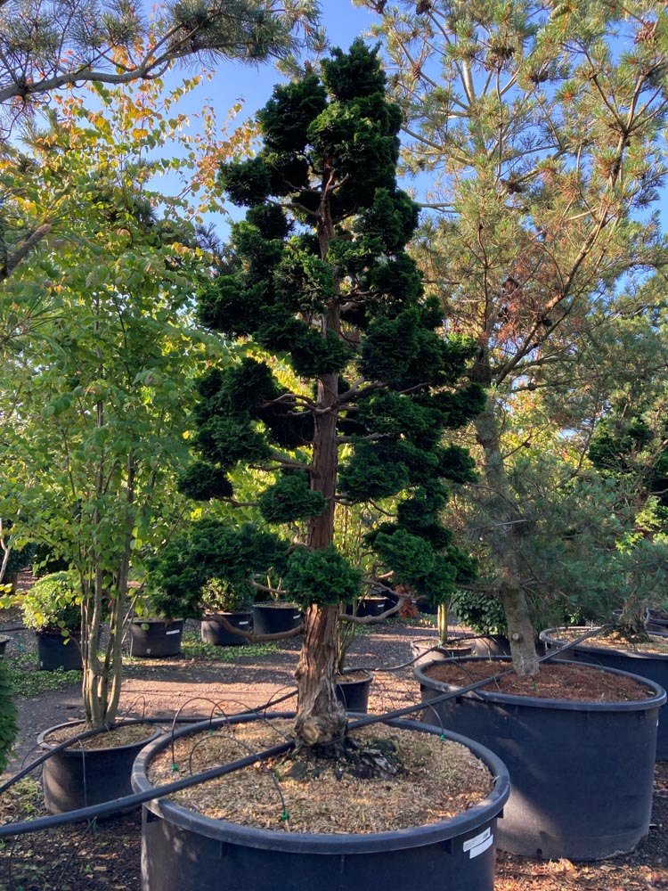 Chamaecyparis o. 'Nana Gracilis' Dwergcipres ‘Nana Gracilis’ hoogte 200/225 cm in container