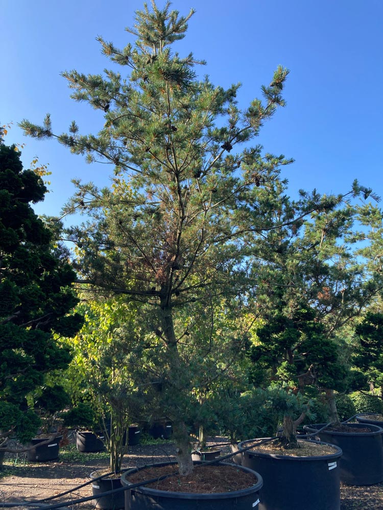 Pinus parv. 'Tempelhof' Japanse witte den ‘Tempelhof’ hoogte 400/450 cm in container