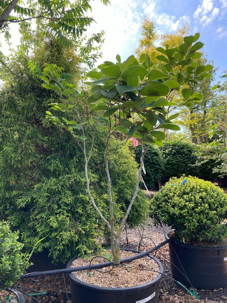 Hamamelis intermedia Westerstede Toverhazelaar ‘Westerstede’ hoogte 125/150 cm in container
