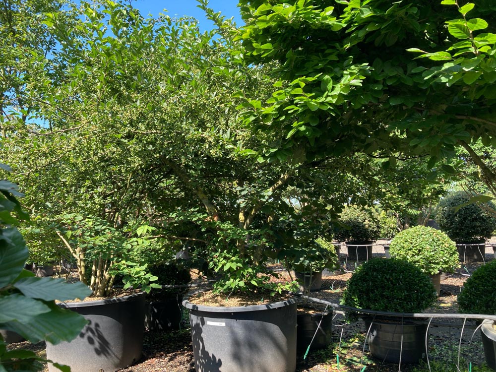 Malus toringo sargentii Dwergsierappel ‘Sargentii’ hoogte 200/250 cm in container