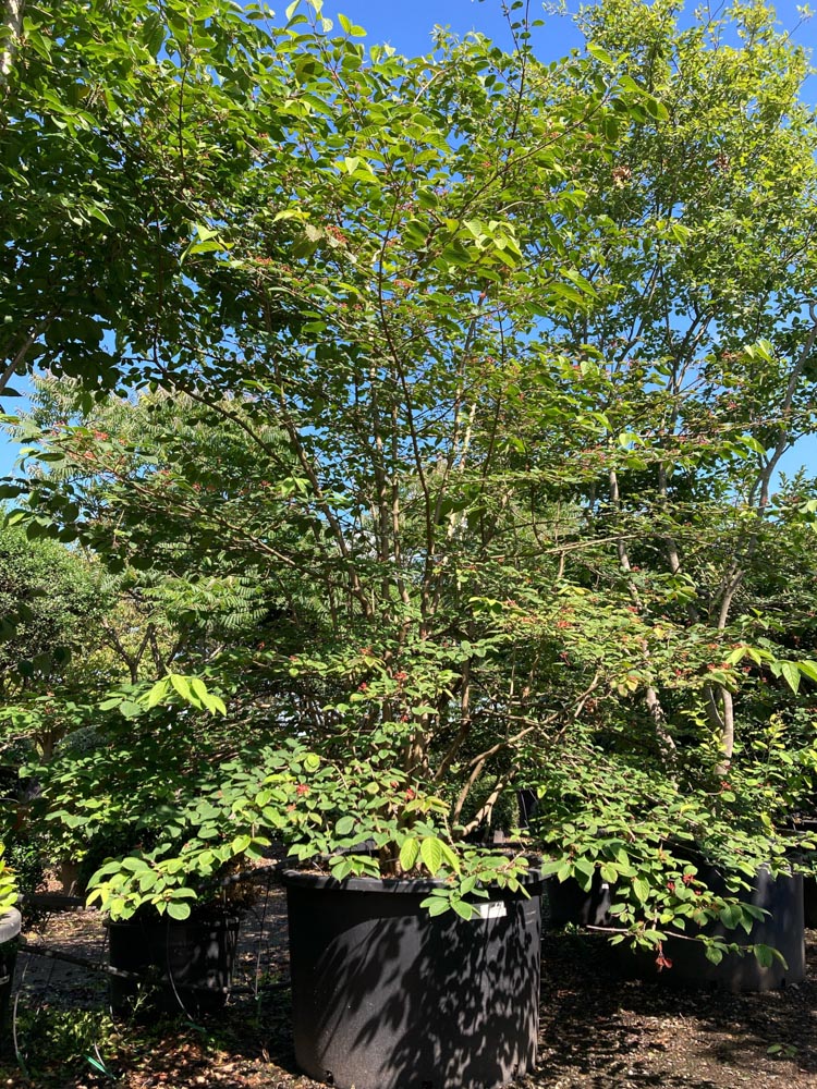 Viburnum plicatum Mariesii Japanse sneeuwbal ‘Mariesii’ hoogte 250/300 cm in container
