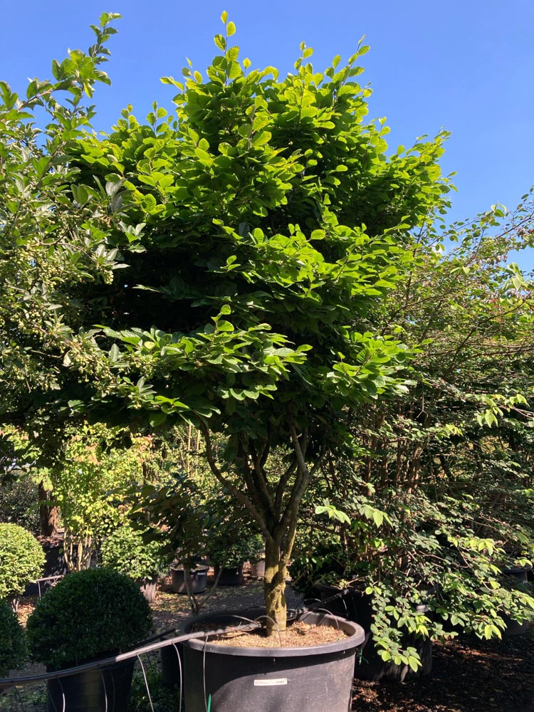 Fagus syl. 'Eugen' Beuk ‘Eugen’ hoogte 250/300 cm in container
