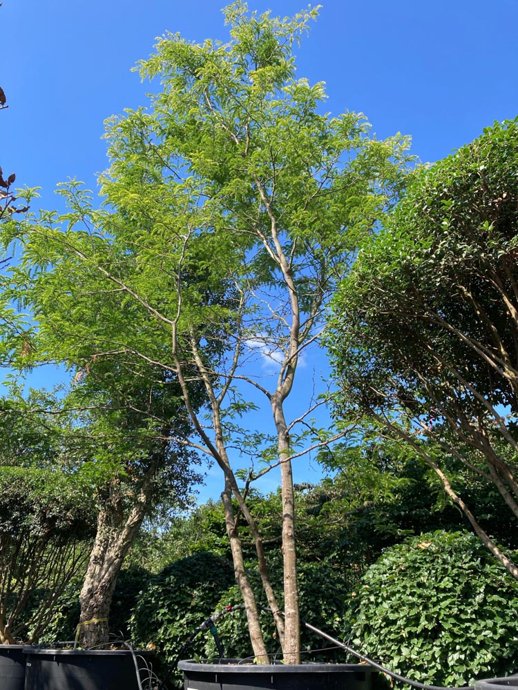 Gleditsia triacanthos Sunburst Christusdoorn ‘Sunburst’ hoogte 600/700 cm in container
