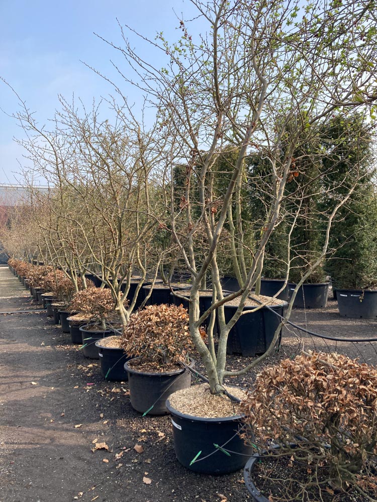 Parrotia persica 'Bella' Perzisch ijzerhout ‘Bella’ hoogte 300/350 cm in container