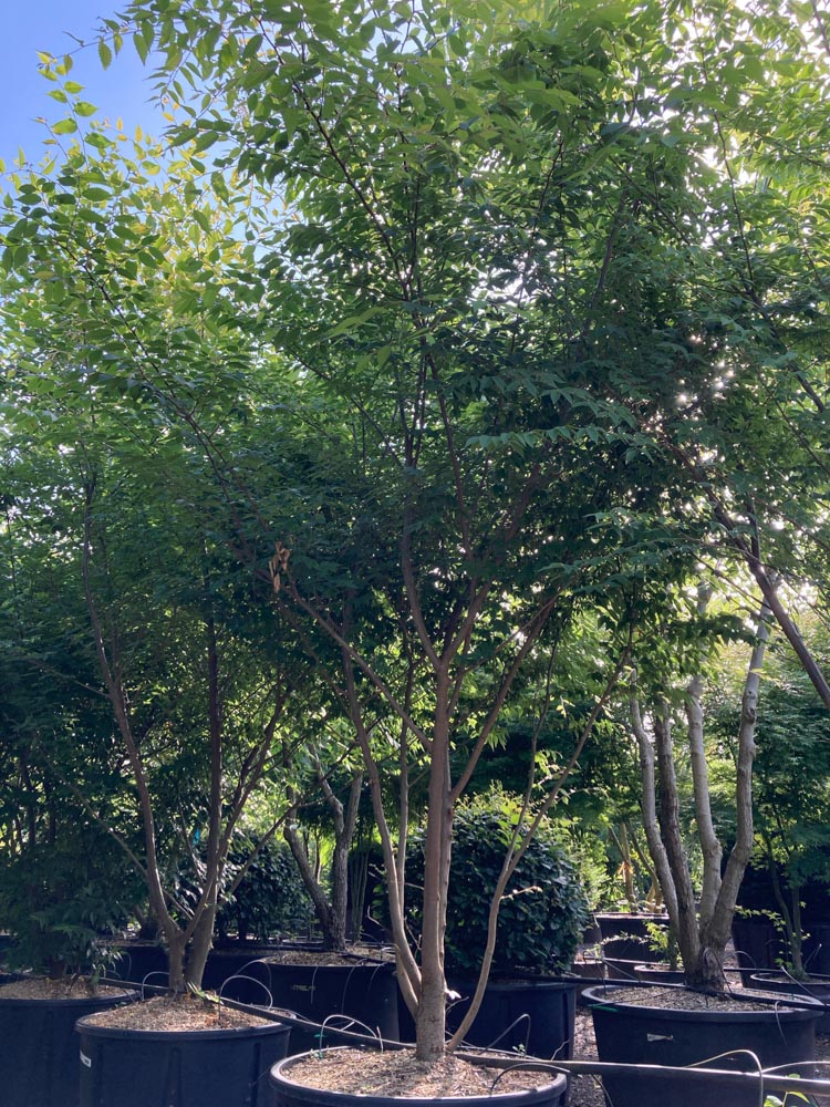 Zelkova serrata Japanse zelkova hoogte 250/300 cm in container