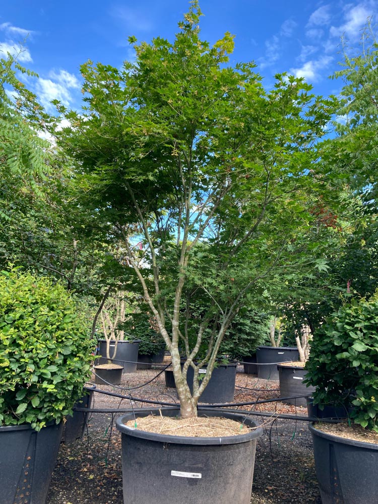 Acer p. 'Shigitatsu-sawa' Japanse esdoorn ‘Shigitatsu-sawa’ hoogte 200/250 cm in container
