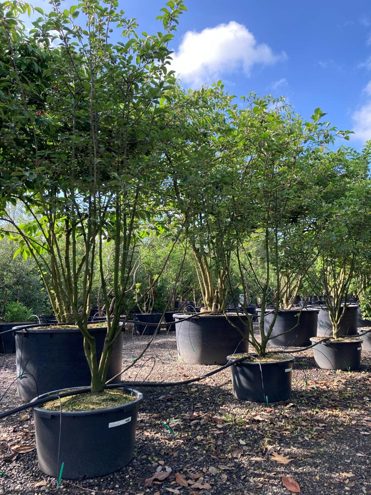 Malus 'Evereste' Sierappel ‘Evereste’ hoogte 200/250 cm in container