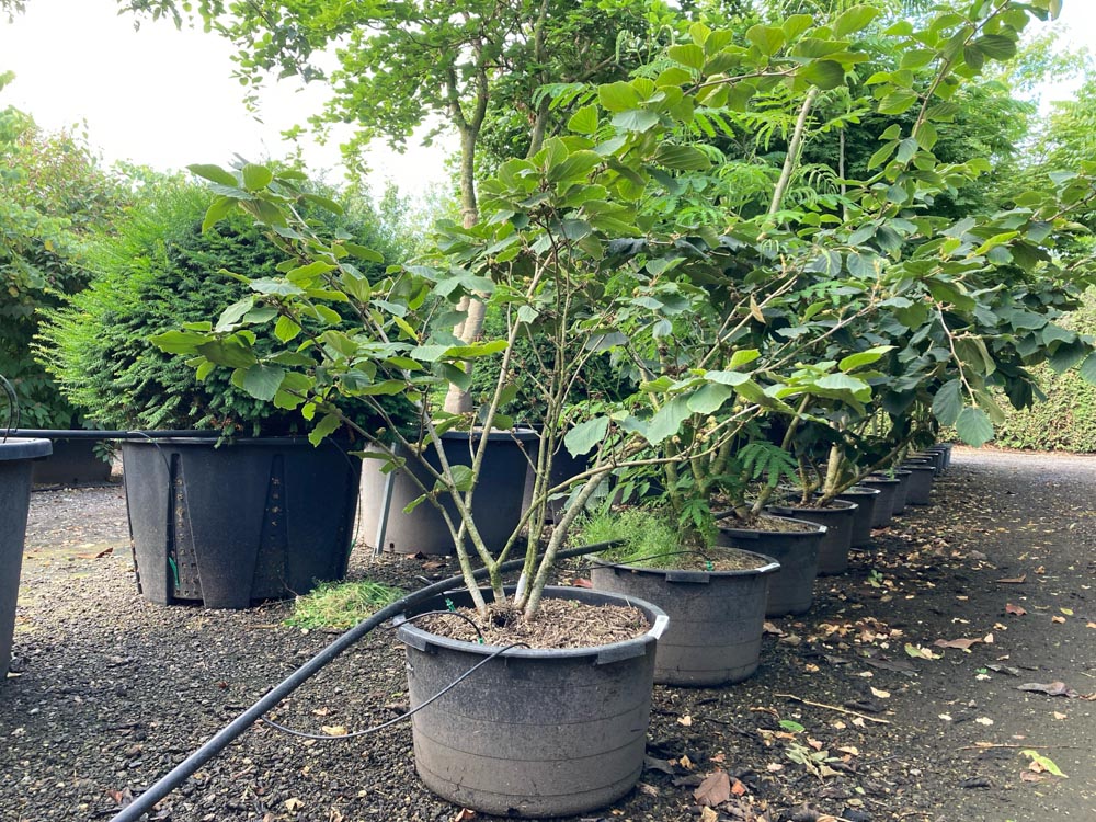 Hamamelis intermedia Pallida Zaubernuss ‘Pallida’ Höhe 100/125 cm im Container