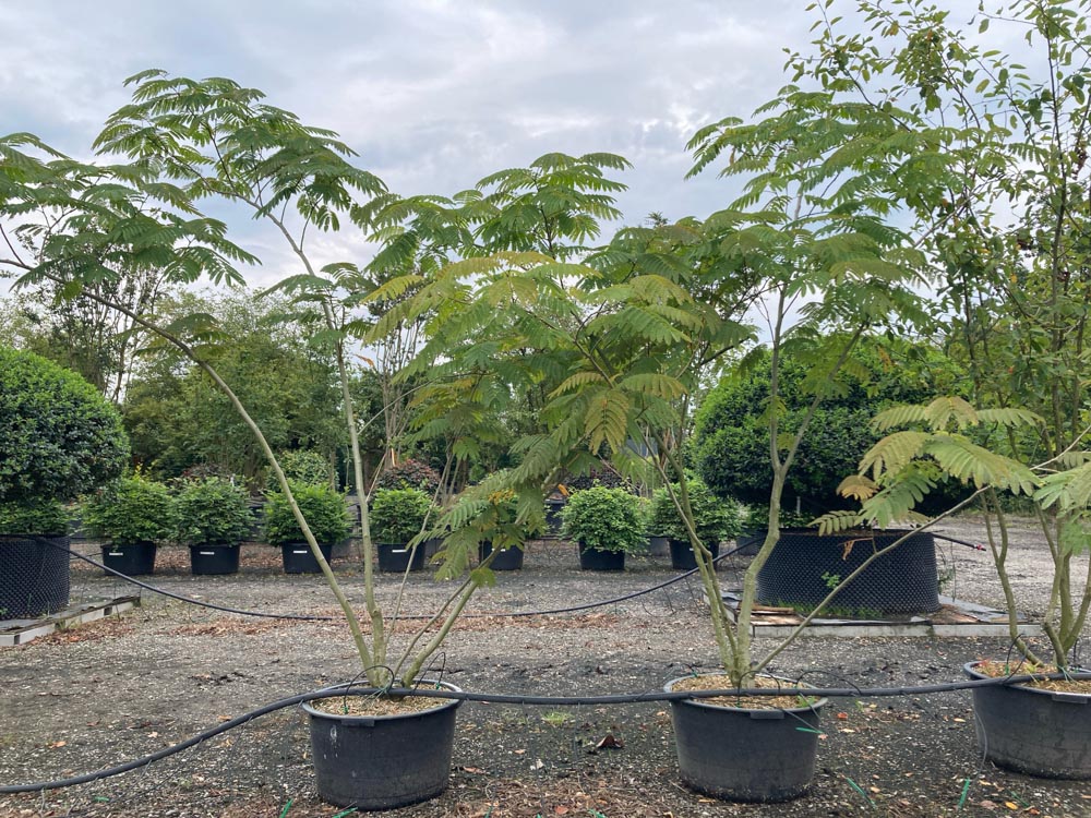 Albizia julibrissin Persian sleeping tree height 150/175 cm in container