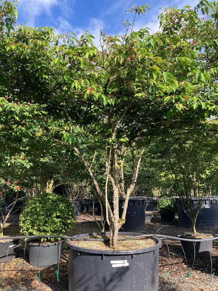 Viburnum plic. 'Lanarth' Japanse sneeuwbal ‘Lanarth’ hoogte 250/300 cm in container